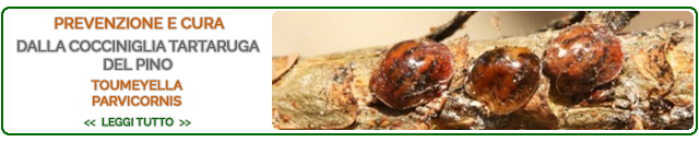 Prevenzione e Cura Cocciniglia del Pino Toumeyella
