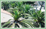 Ricaccio Contemporaneo di molte Palme