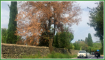 Tracheomicosi Malattia letale dell'albero