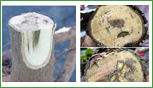 Tracheomicosi disseccamento veloce dell'albero