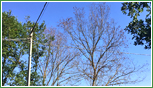 Tracheomicosi disseccamento veloce dell'albero