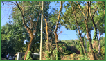 Tracheomicosi Malattia letale dell'albero