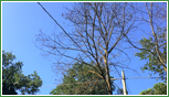 Tracheomicosi morte improvvisa dell'albero