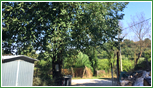 Tracheomicosi disseccamento veloce dell'albero