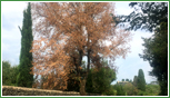 La Tracheomicosi provoca il collasso vegetativo dell'albero