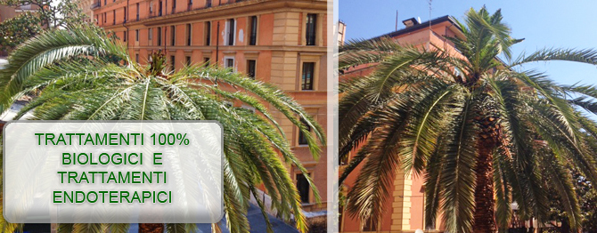 LOTTA AL PUNTERUOLO ROSSO DELLE PALME, CASTELLI ROMANI, ROMA